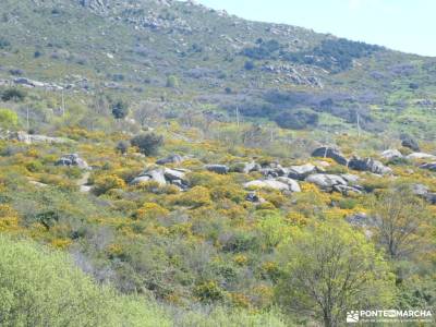 En amarillo, Floración del Cambroño; embalse de el atazar club en madrid cuchillos del cabriel honta